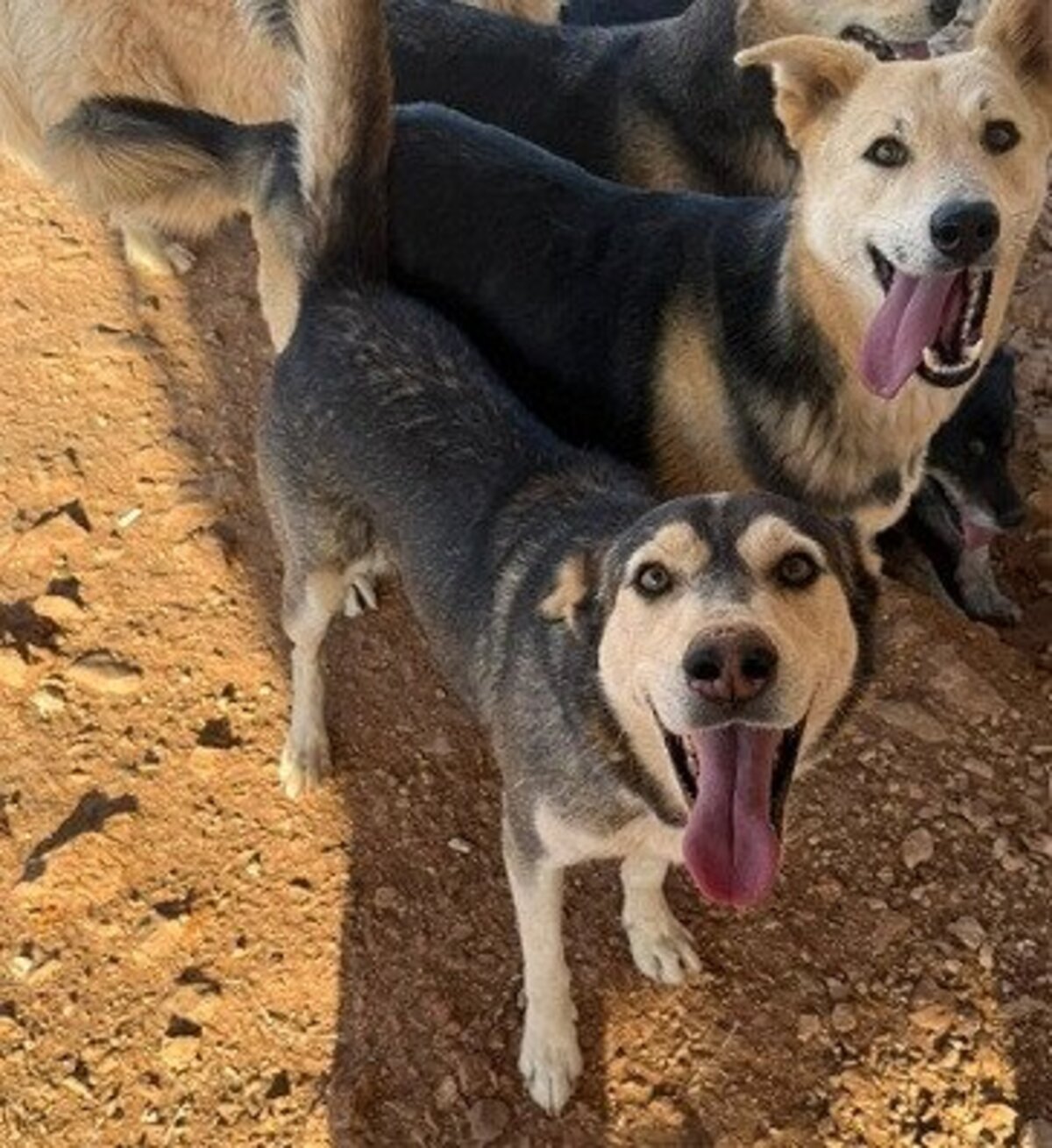 Adoption Atlas