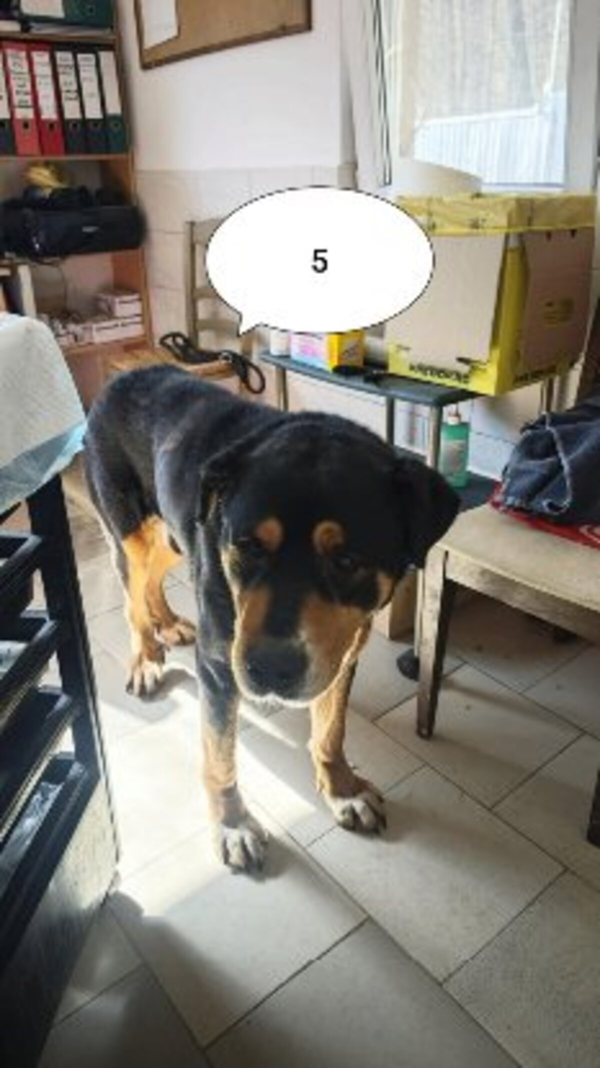 Adoption Attikus