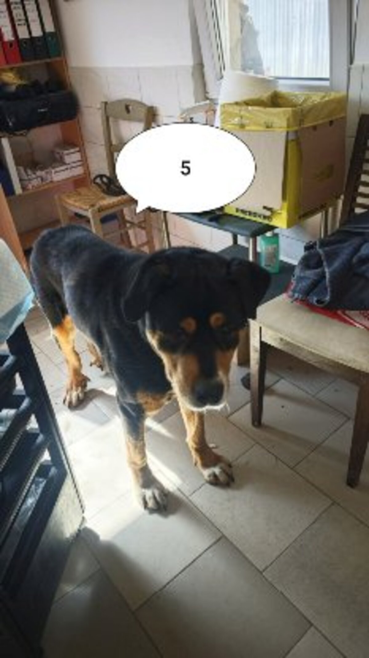 Adoption Attikus