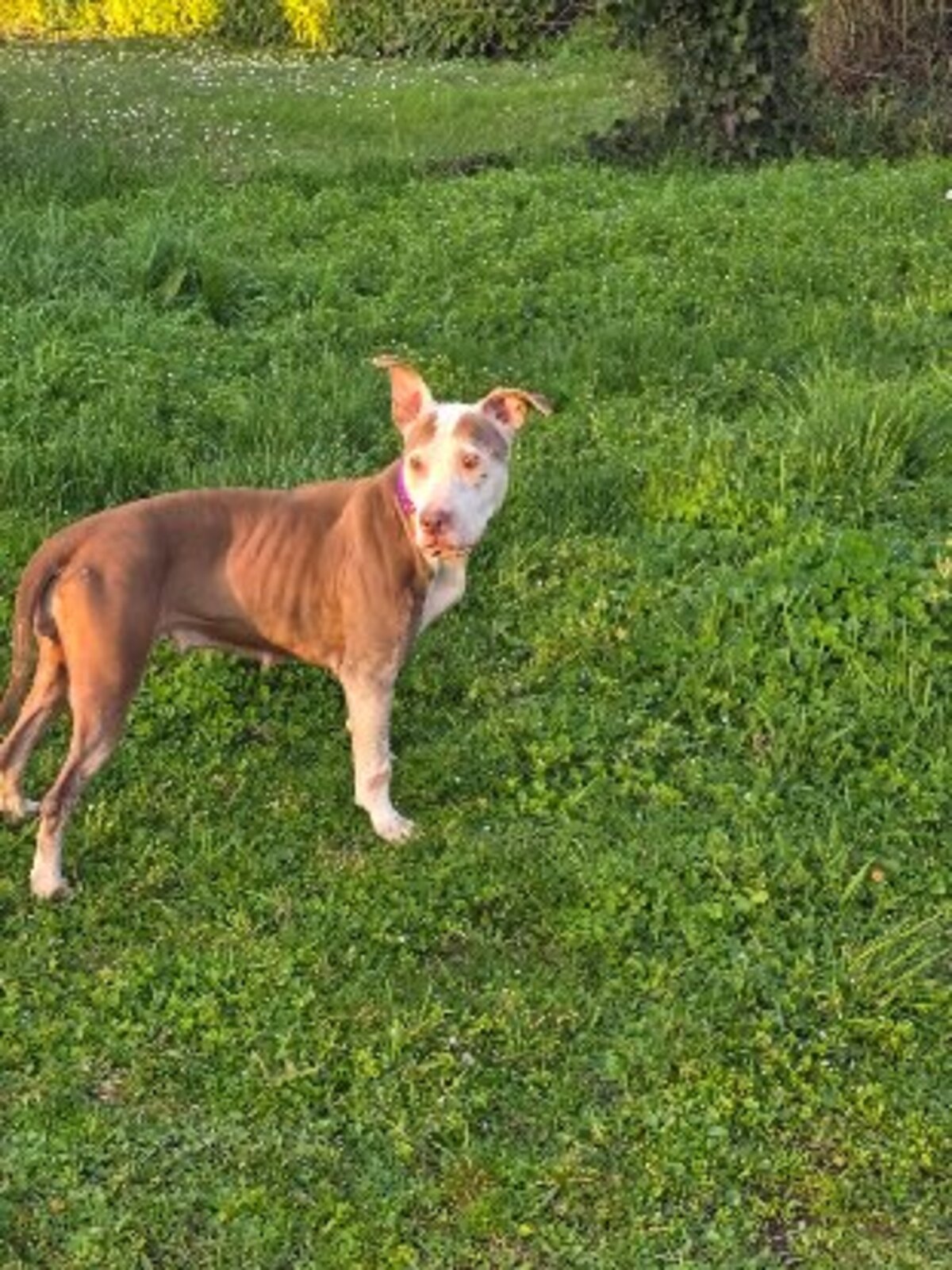 Adoption Attilah