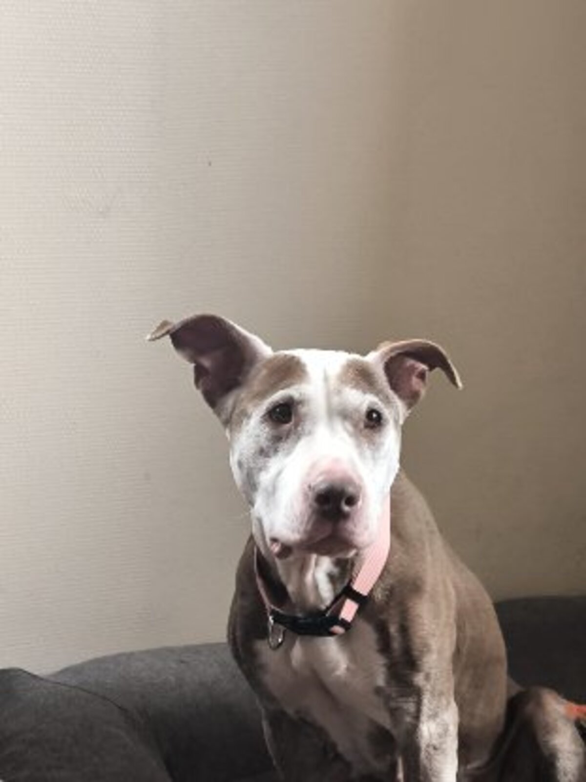 Adoption Attilah