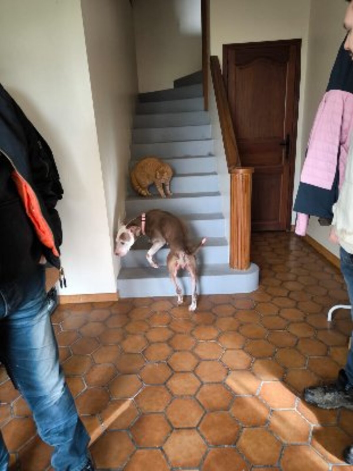 Adoption Attilah