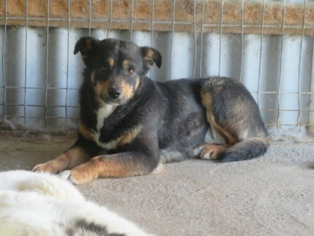 Adoption Aubépine