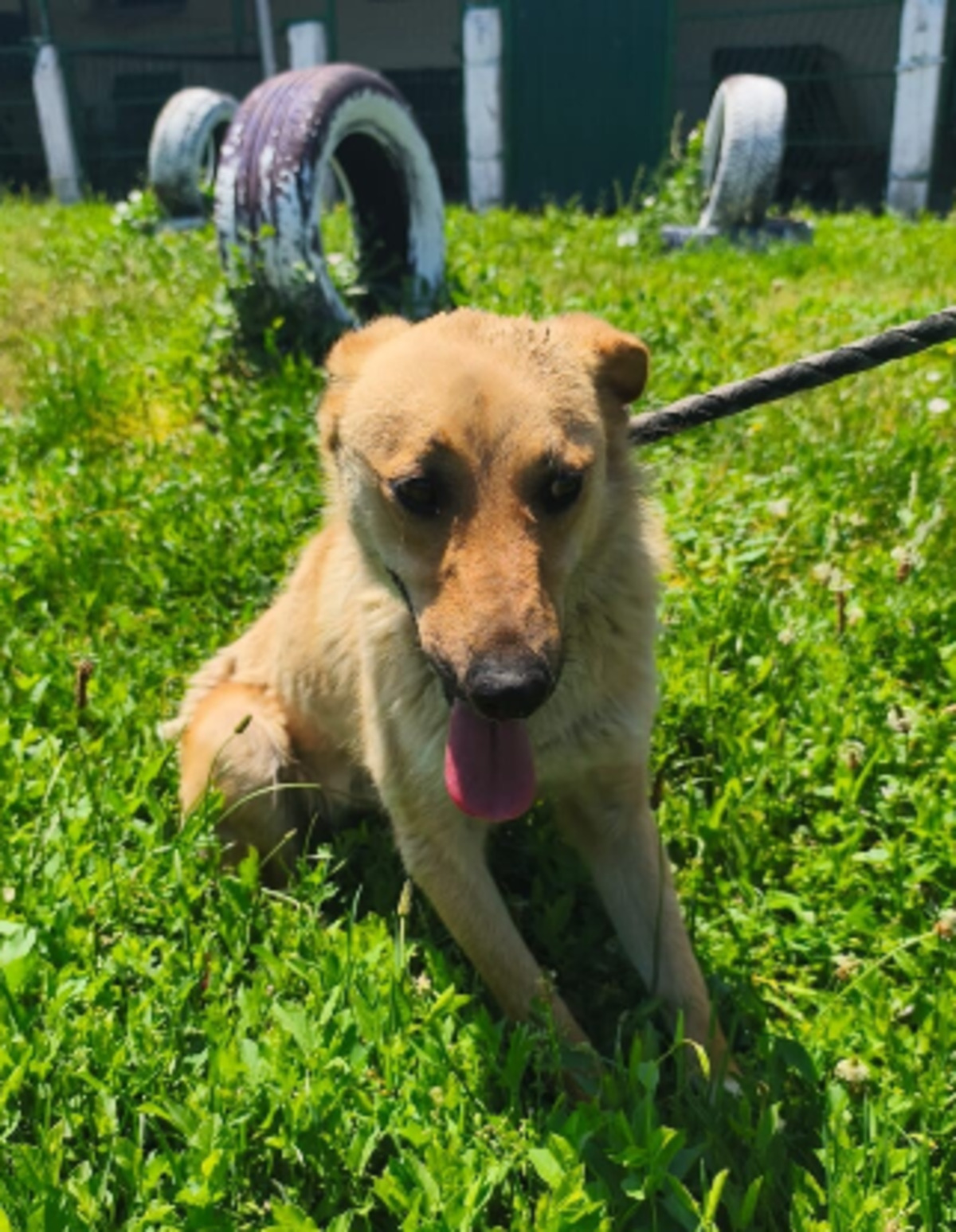 Adoption Aubépine