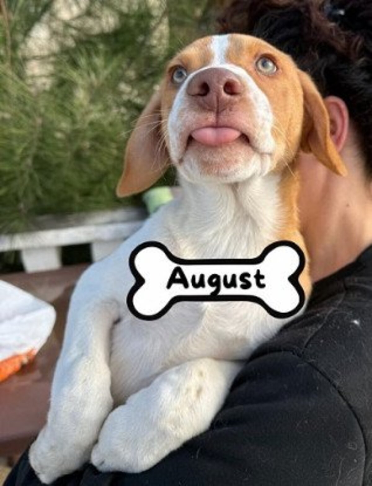 Adoption August