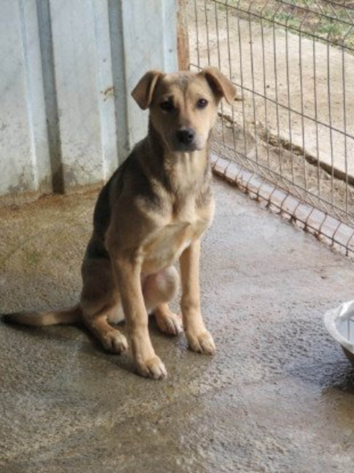 Adoption Augustine