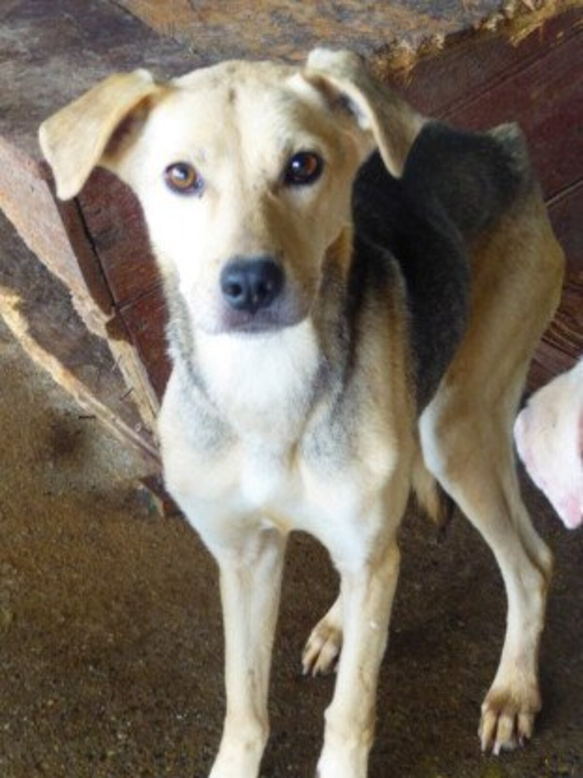 Adoption Augustine