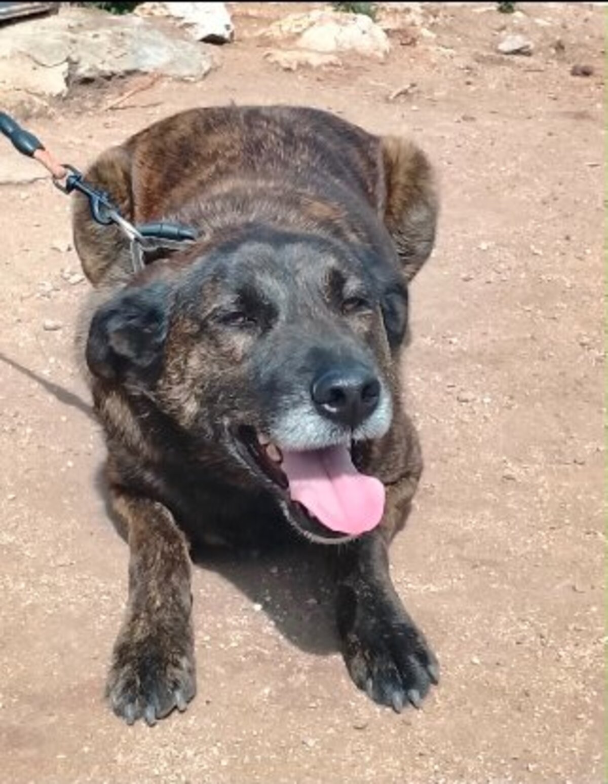 Adoption Aunix de Maroc!