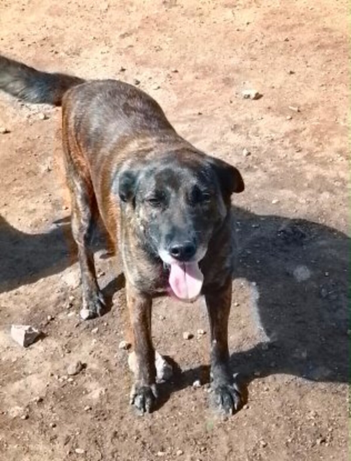 Adoption Aunix de Maroc!