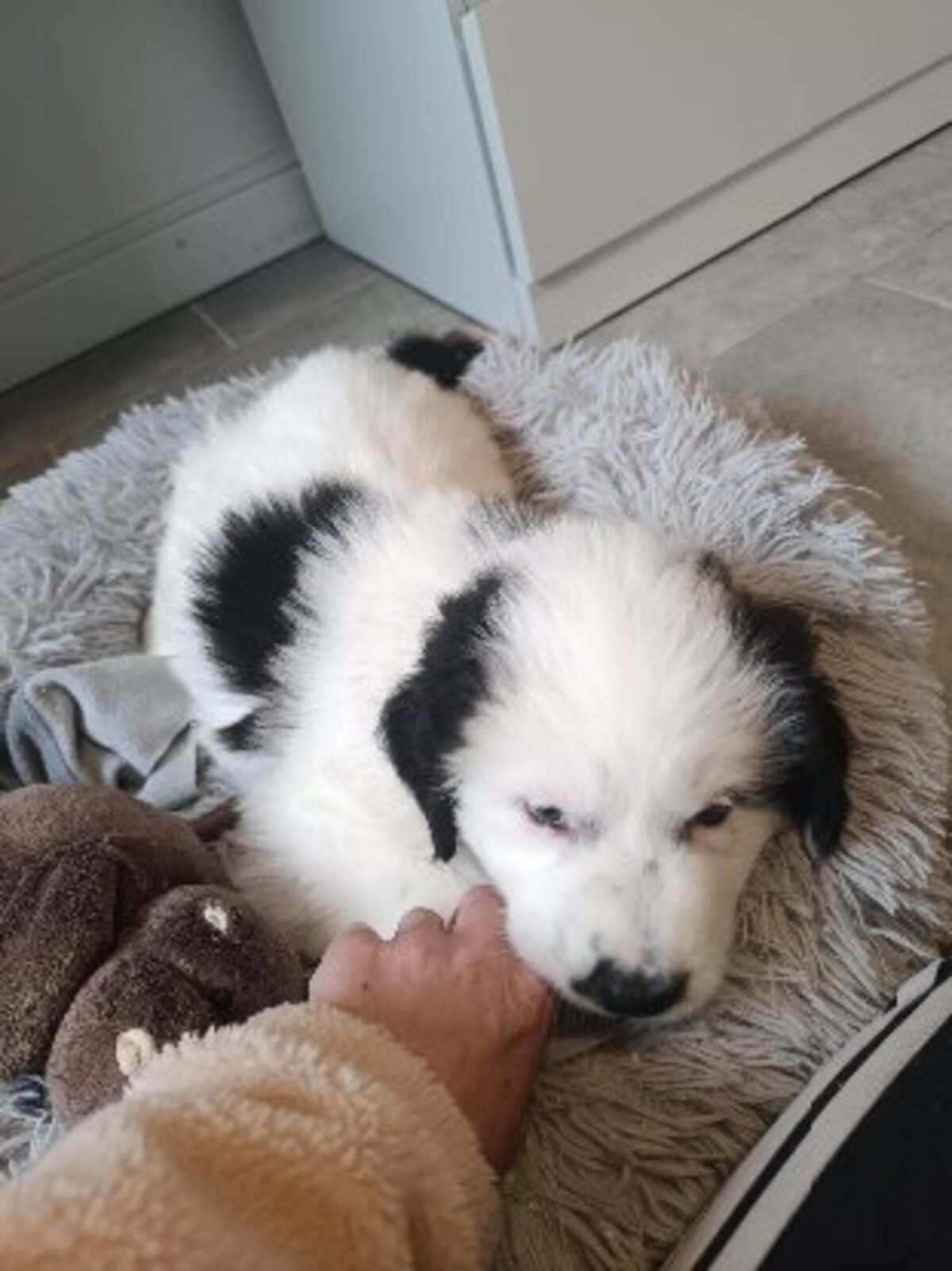 Adoption Aura
