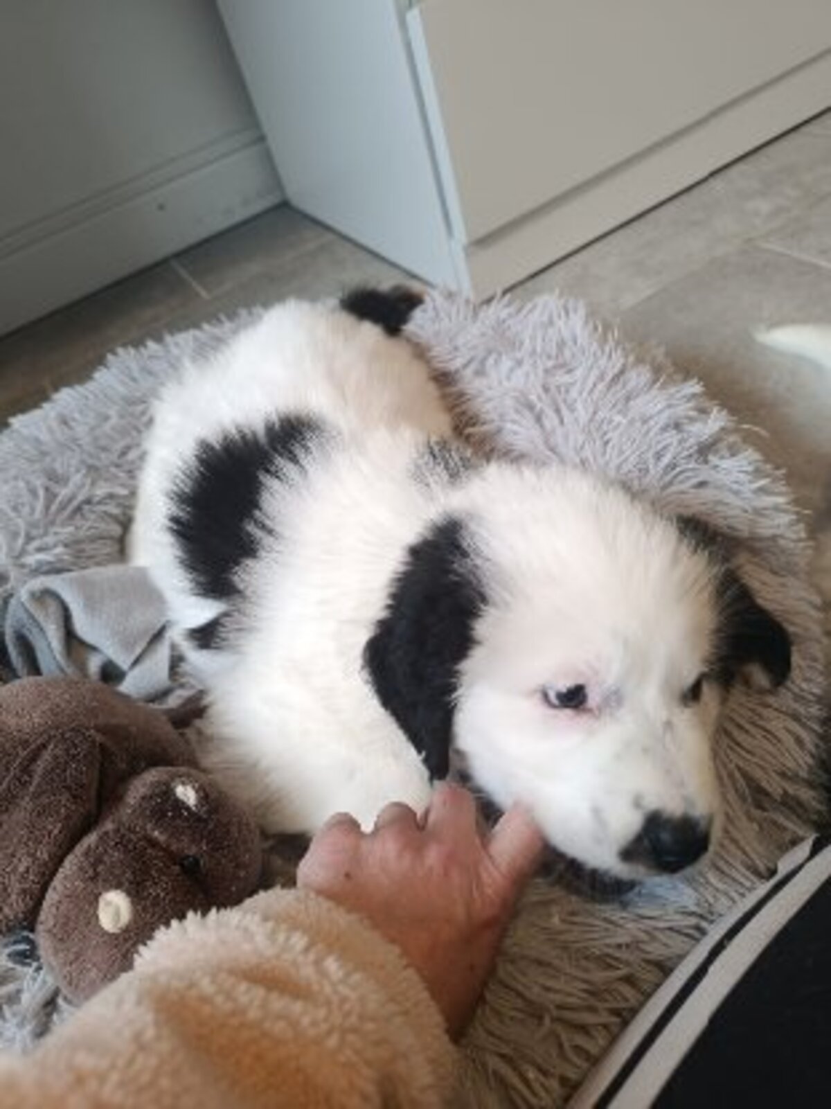 Adoption Aura