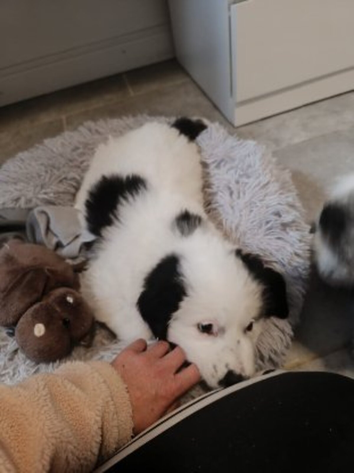 Adoption Aura