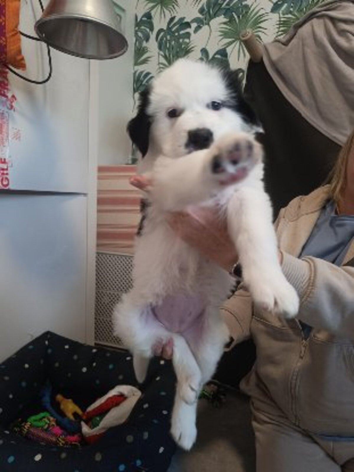 Adoption Aura
