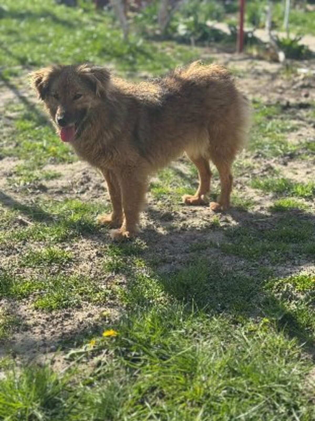 Adoption Aura
