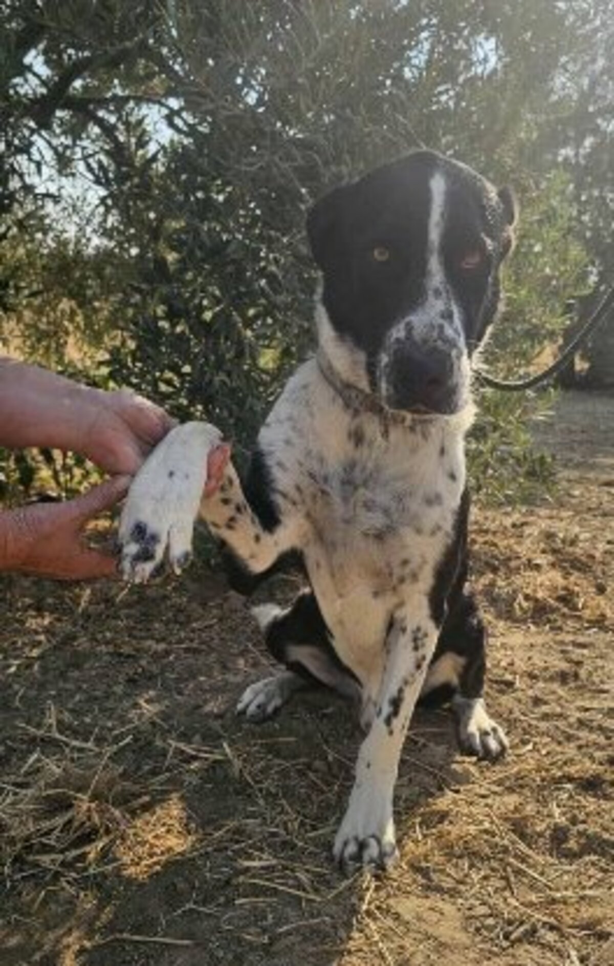 Adoption Auro