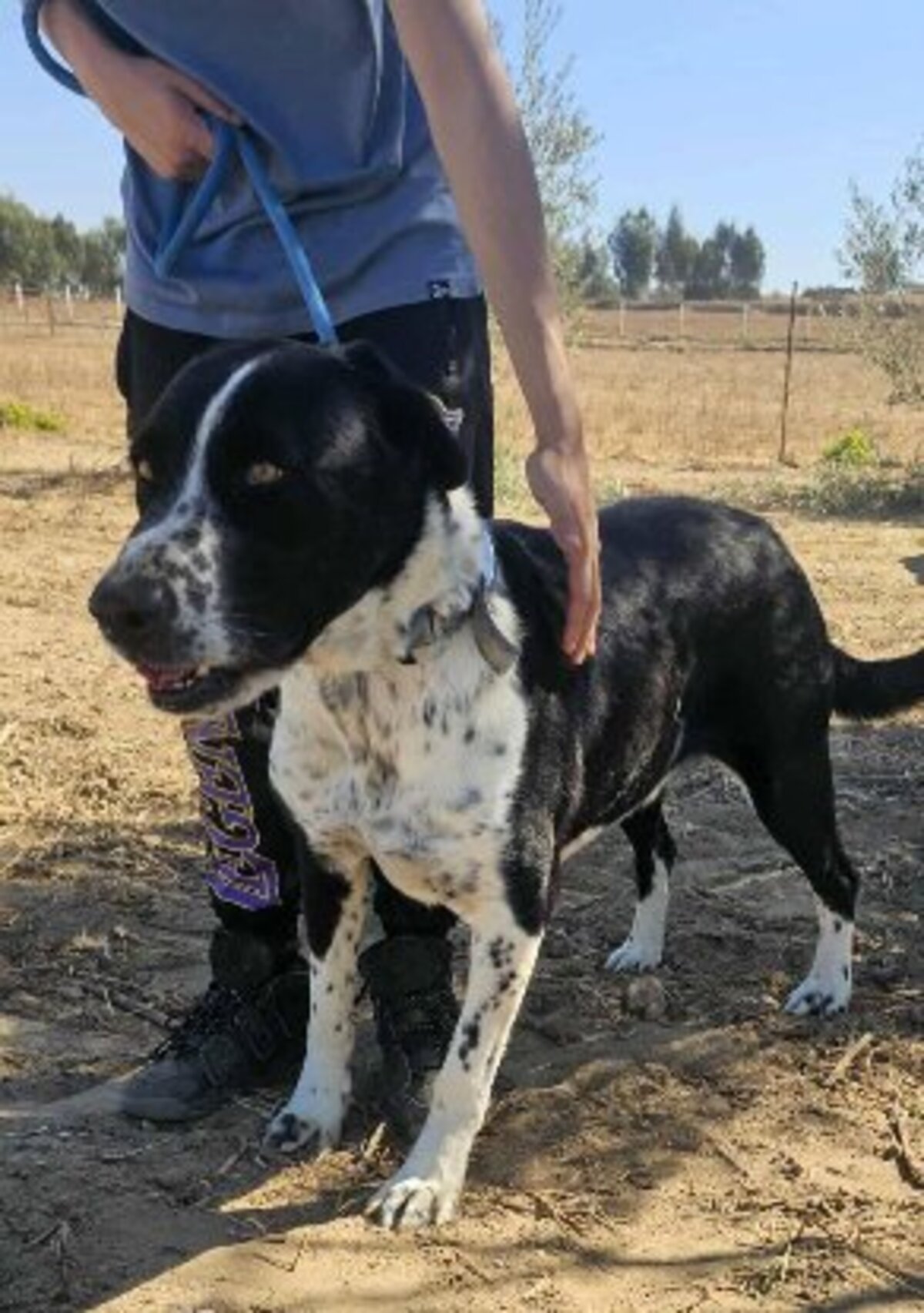 Adoption Auro