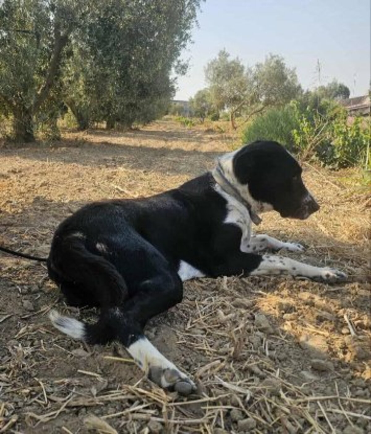 Adoption Auro