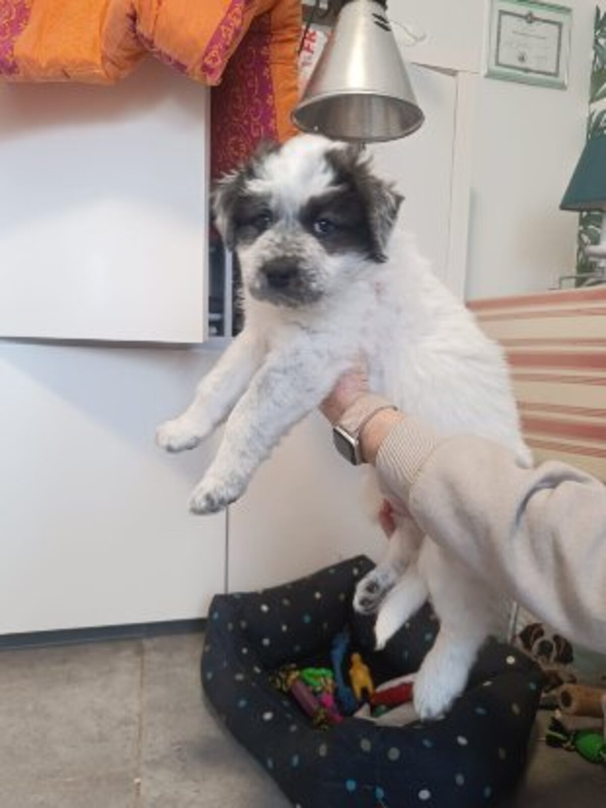 Adoption Aurora