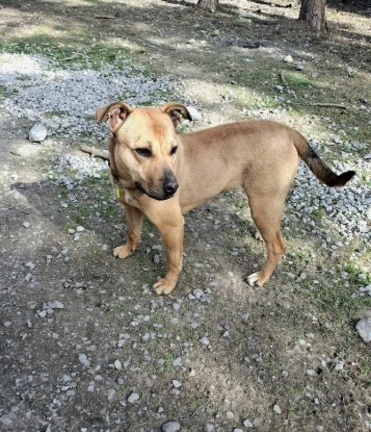 Adoption Ava