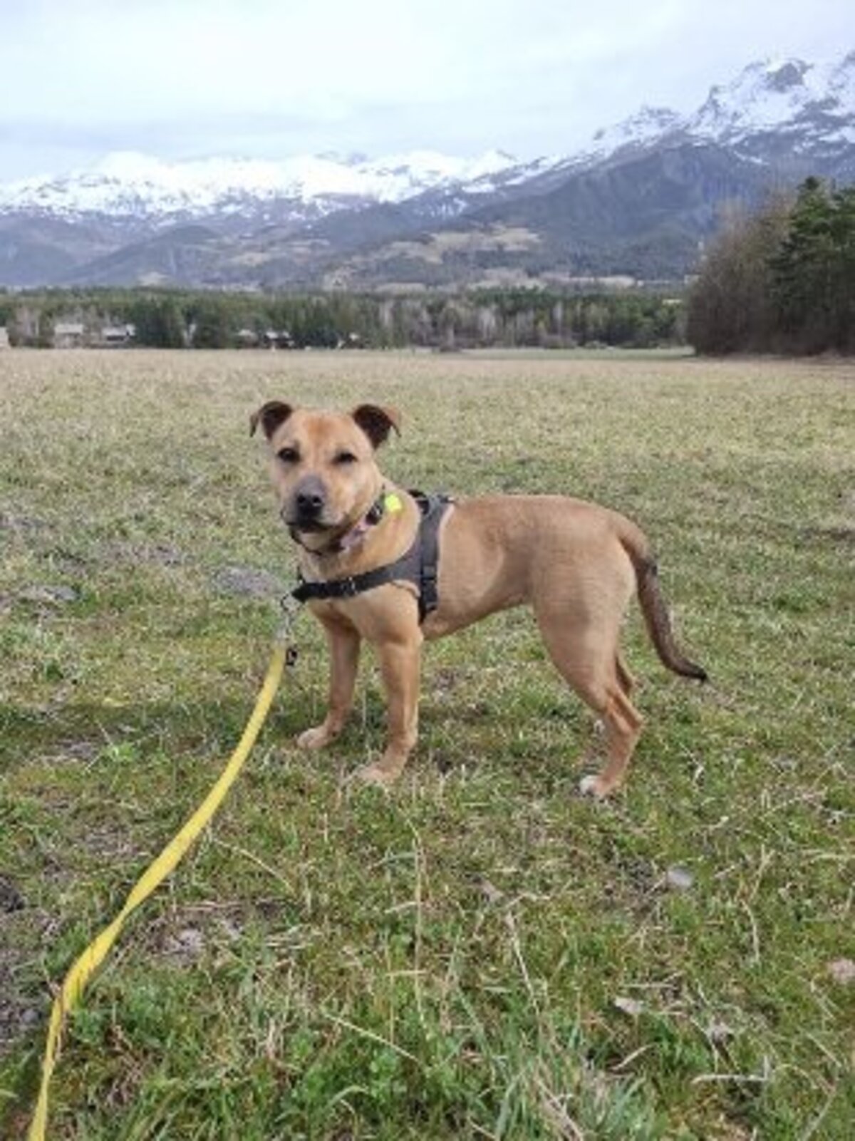 Adoption Ava