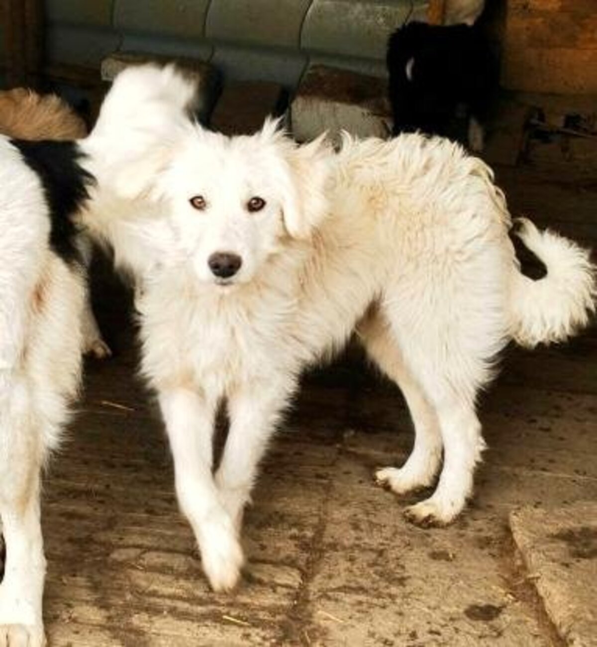 Adoption Avalanche