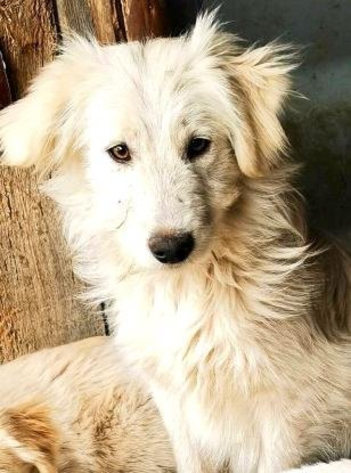 Adoption Avalanche