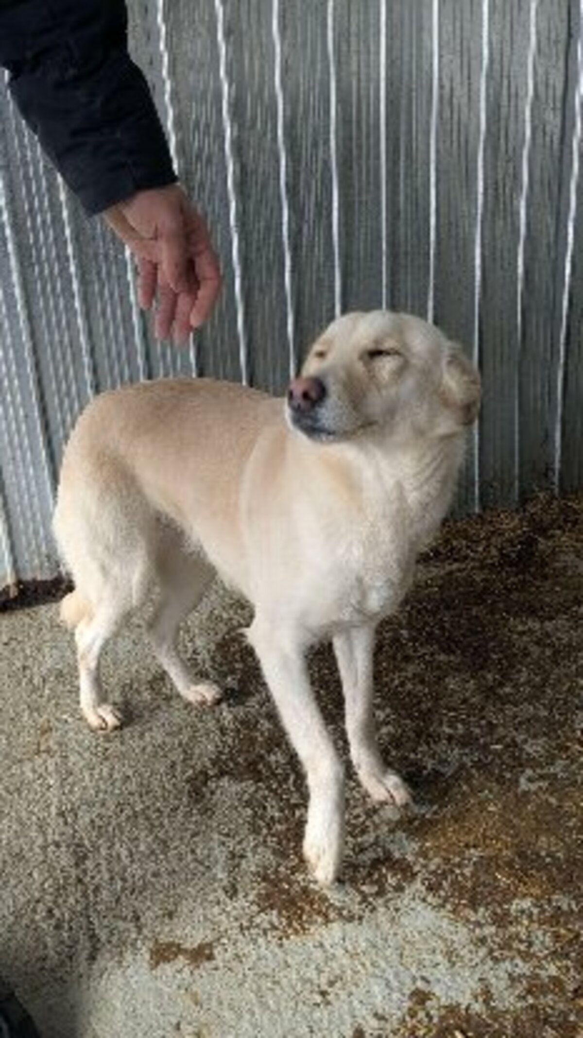 Adoption Avoine