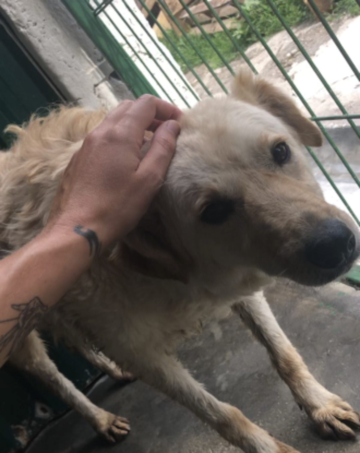 Adoption Avoine