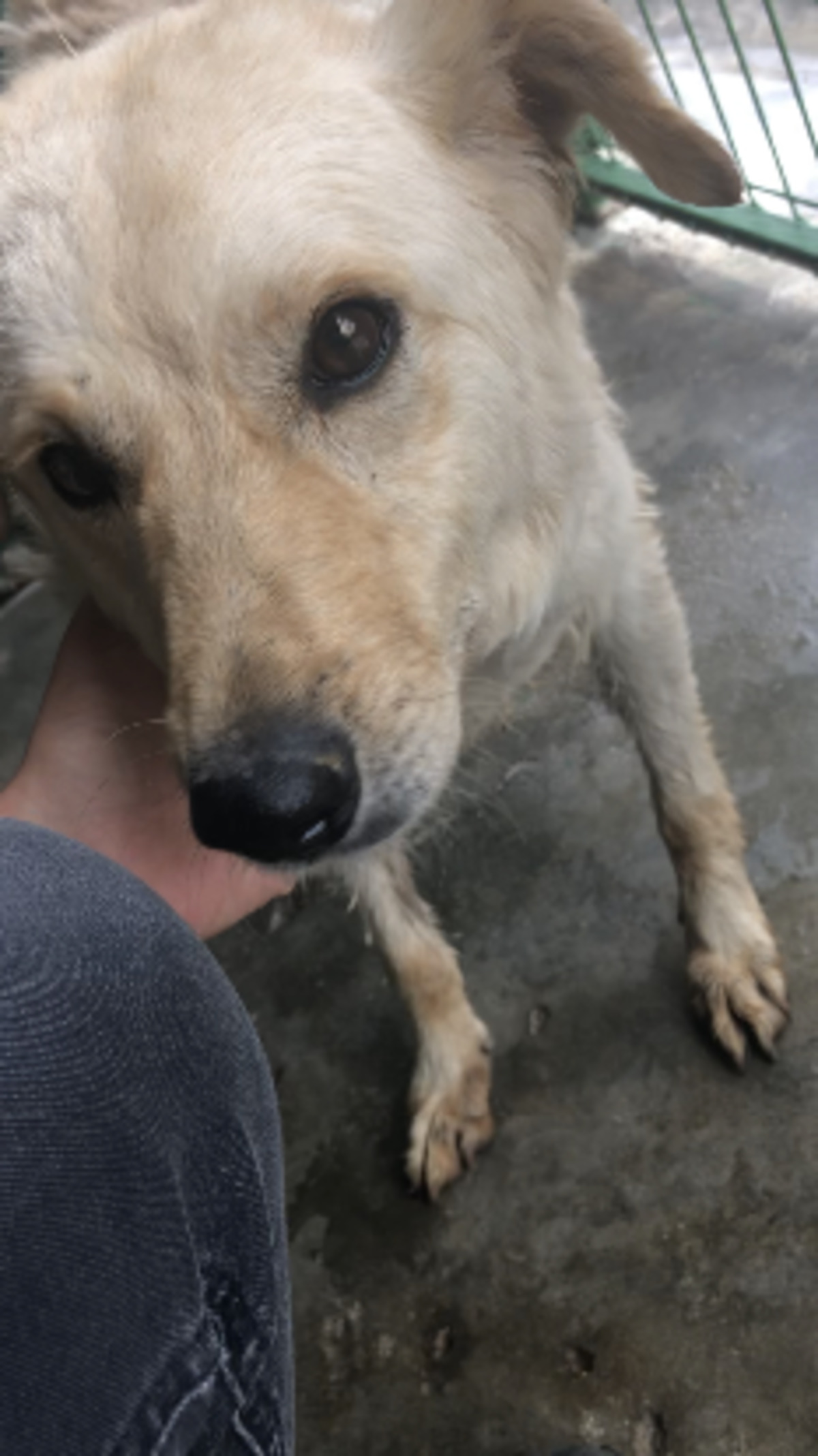 Adoption Avoine