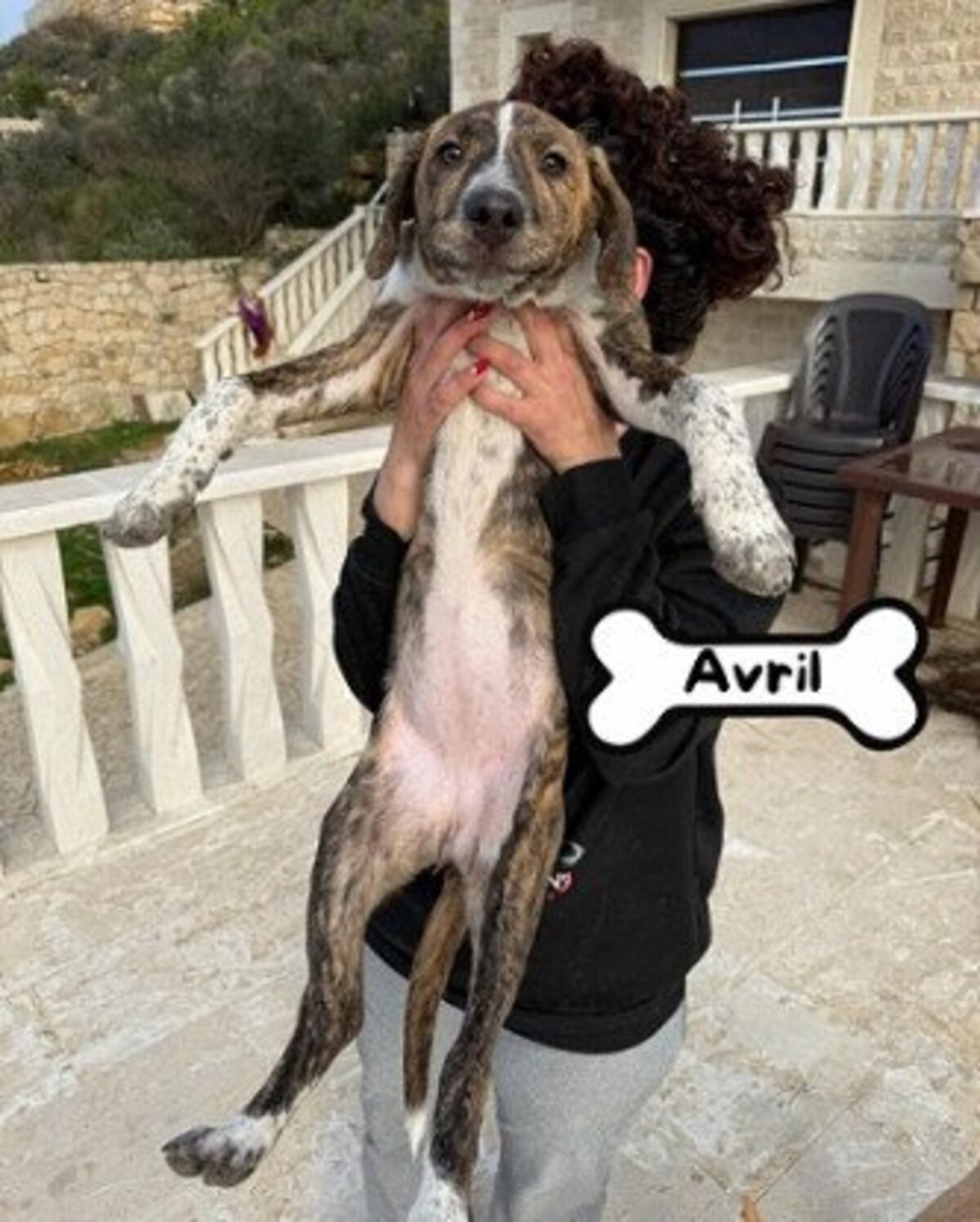 Adoption Avril