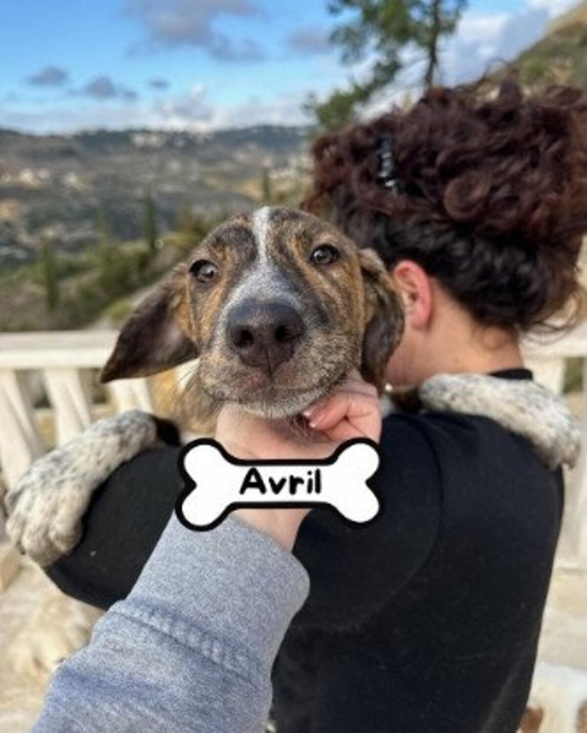 Adoption Avril