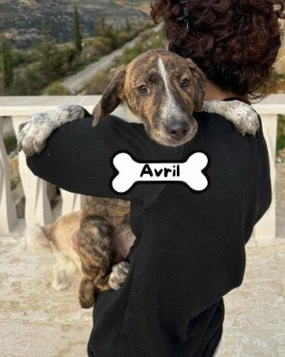 Adoption Avril