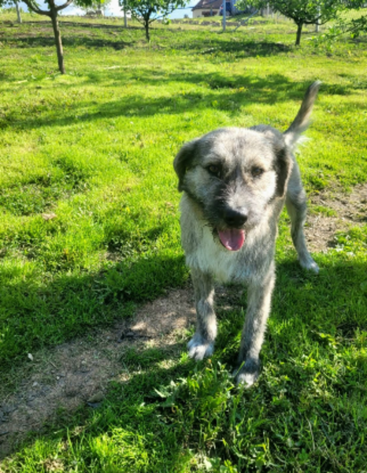 Adoption Axel