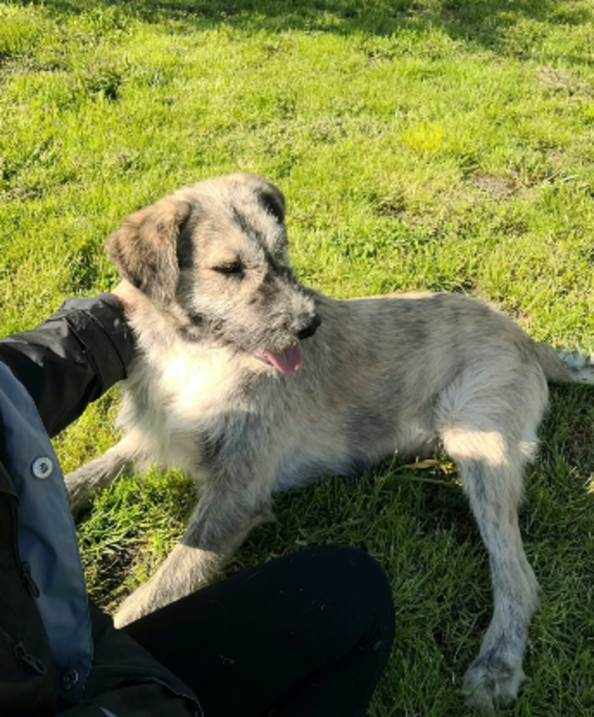 Adoption Axel