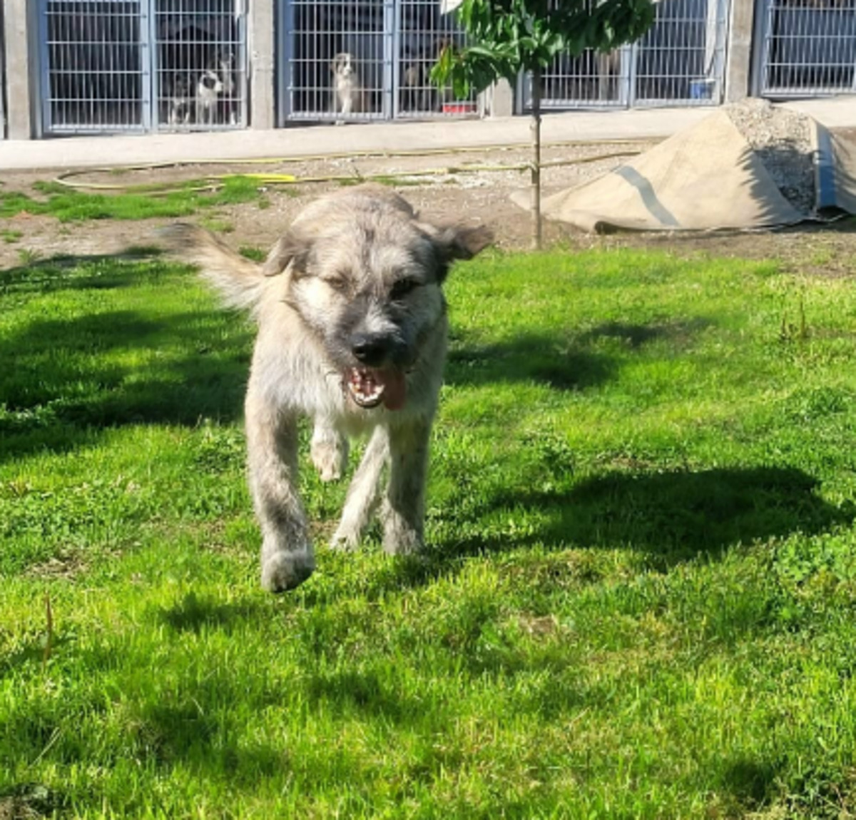 Adoption Axel