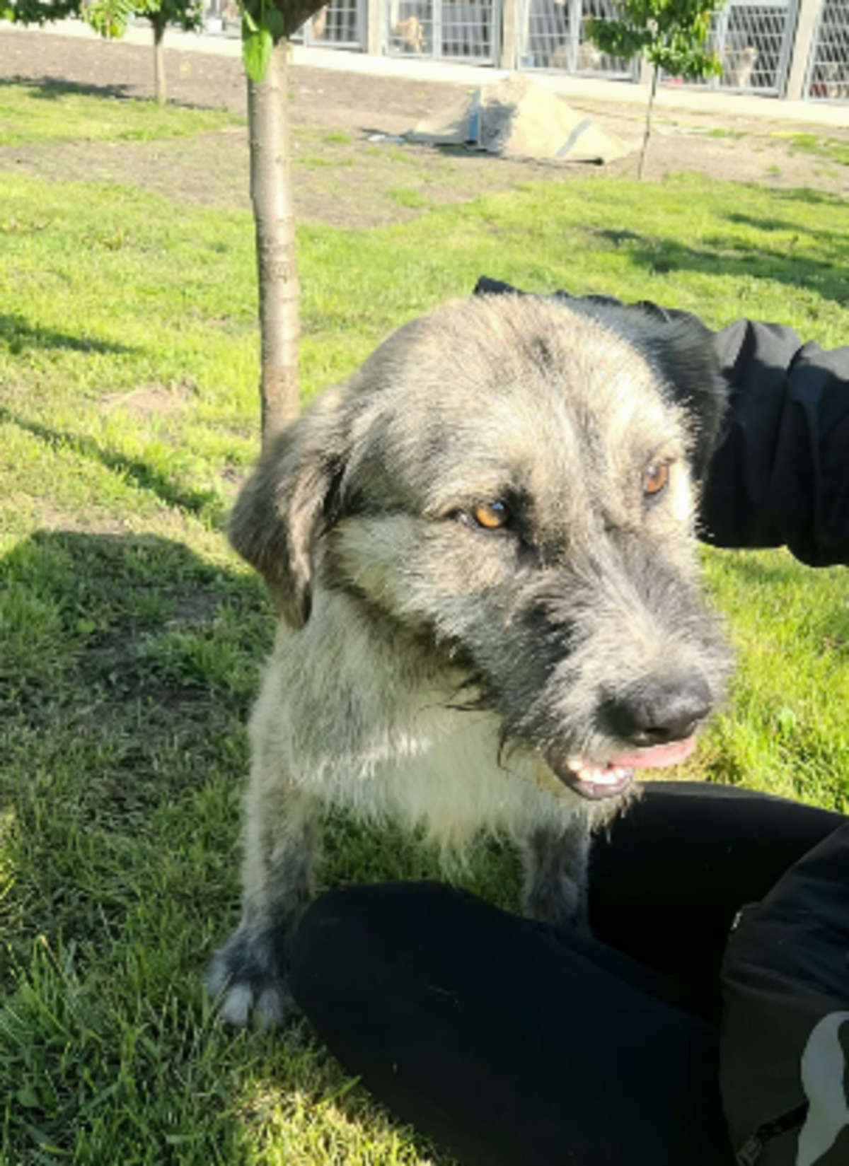 Adoption Axel