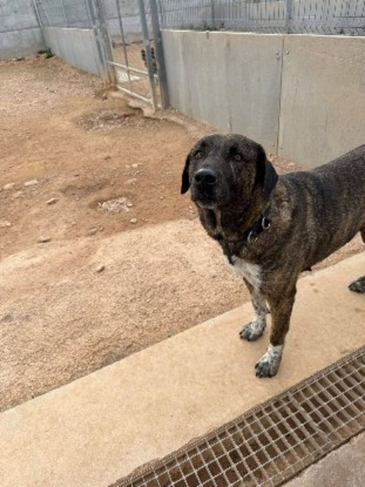Adoption Ayala