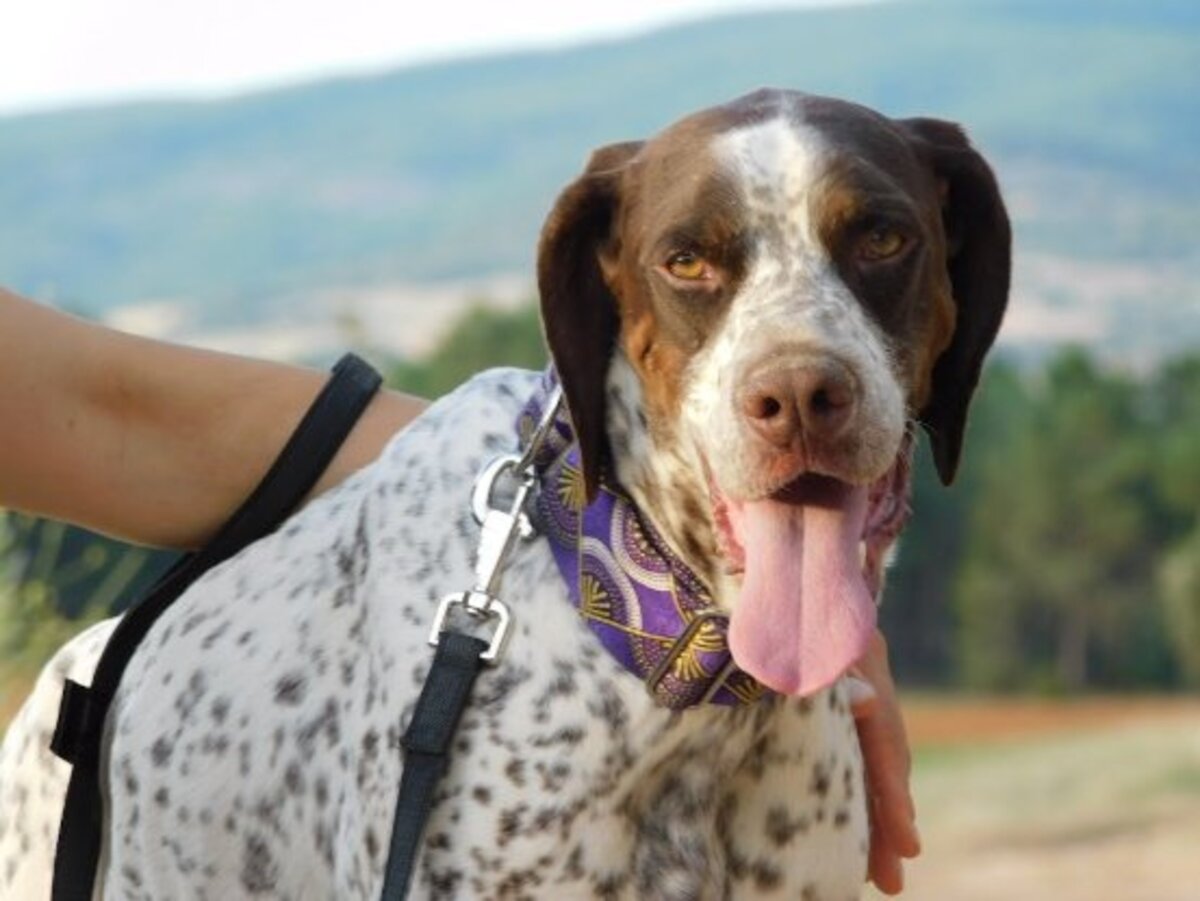 Adoption Azor