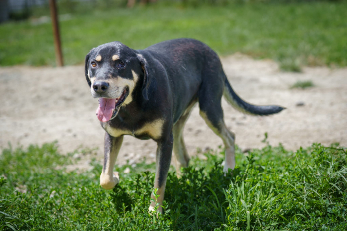 Adoption Azorel