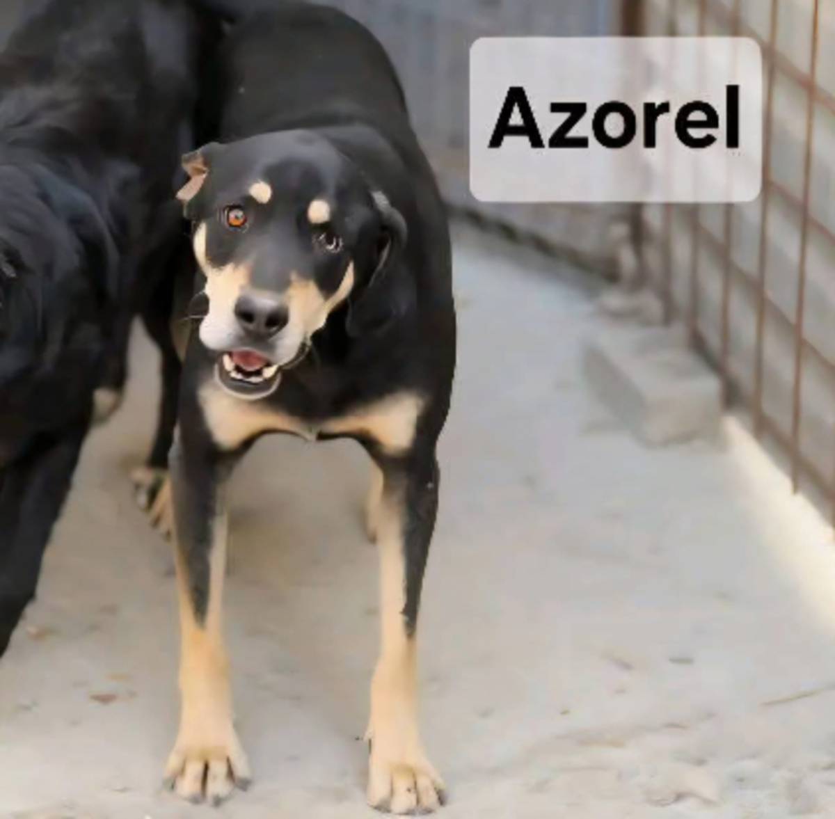 Adoption Azorel