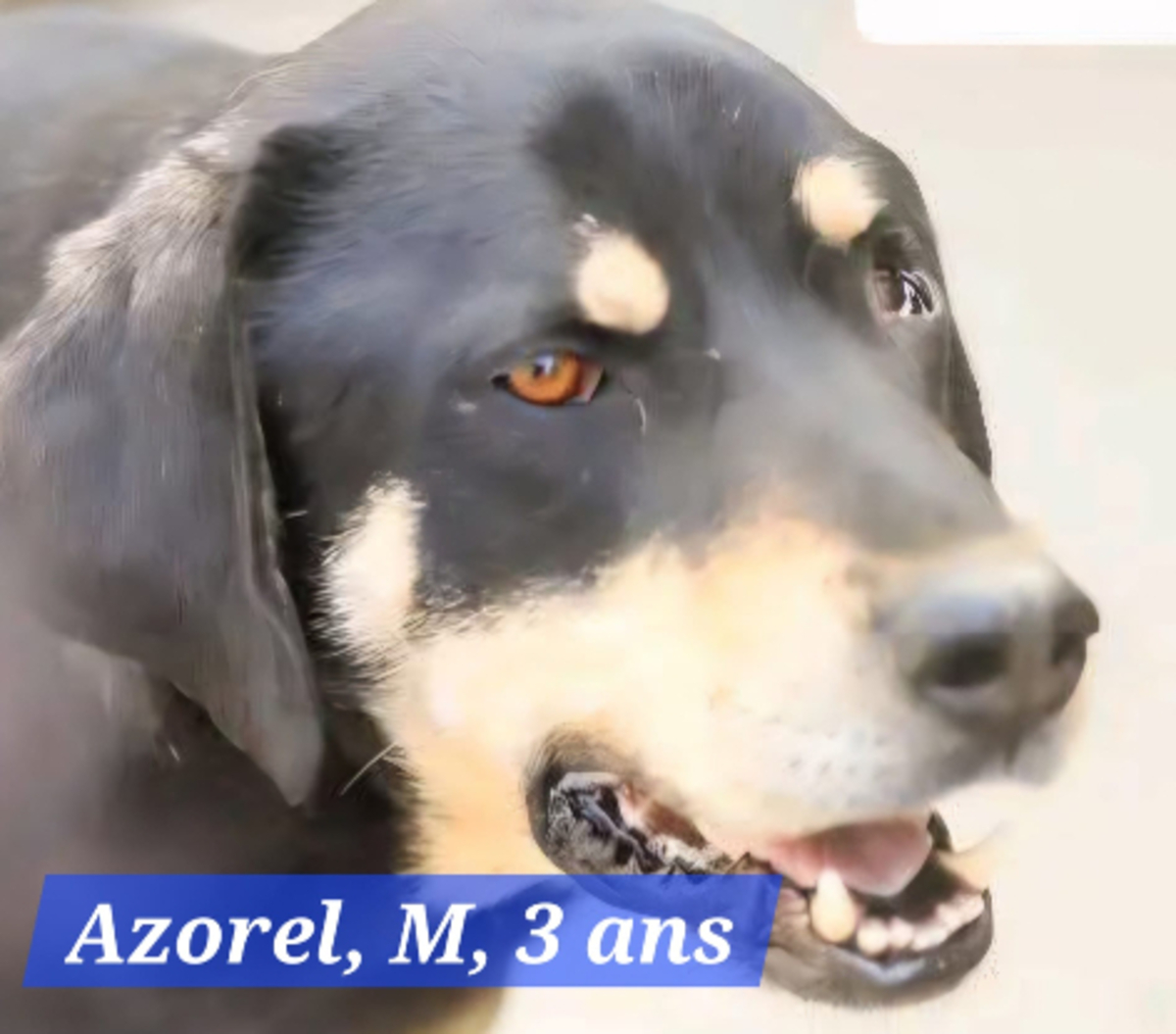 Adoption Azorel