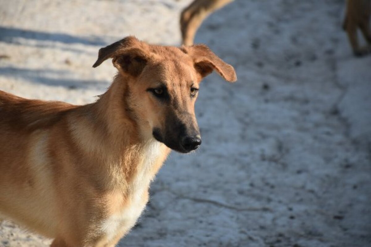 Adoption Bady