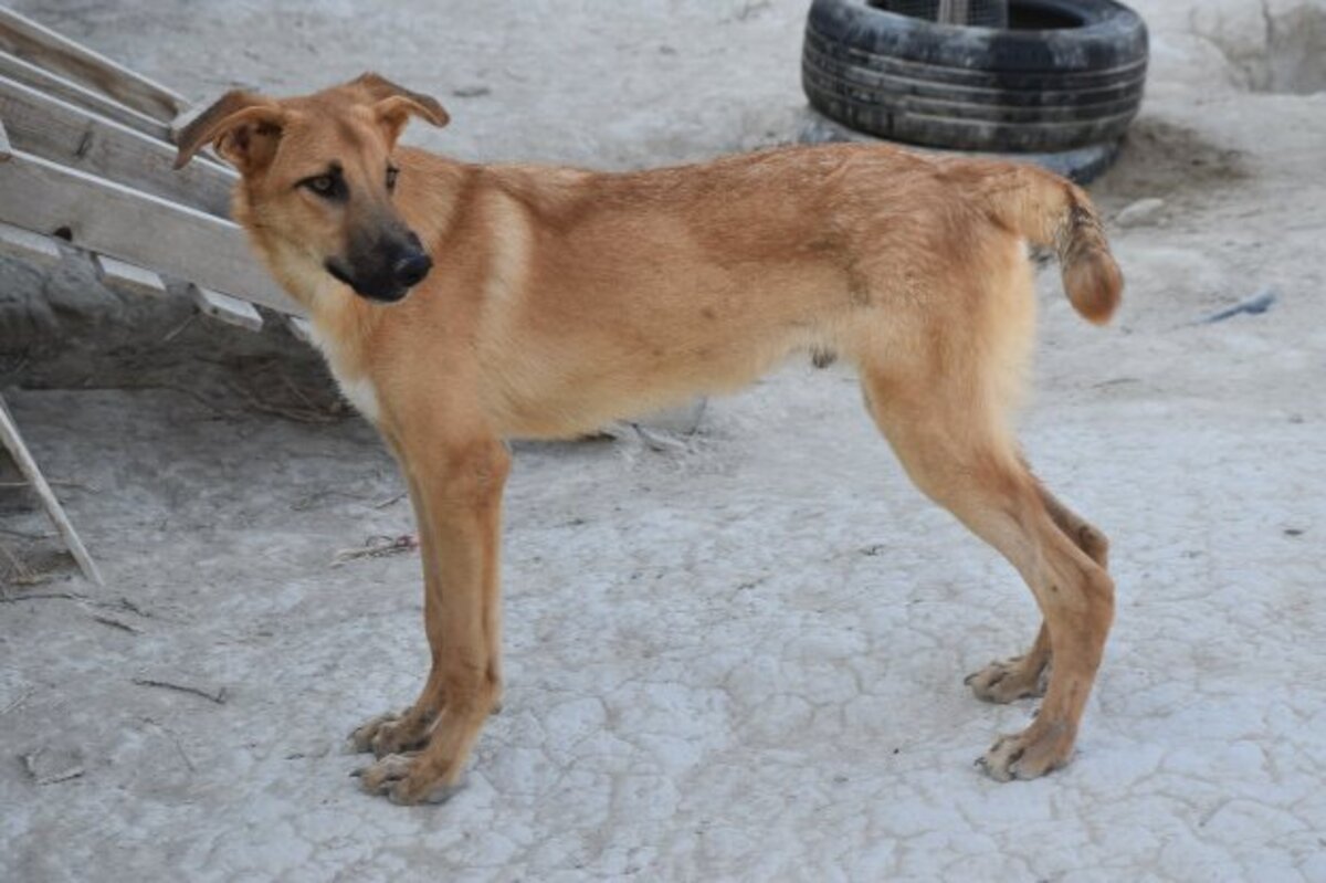 Adoption Bady