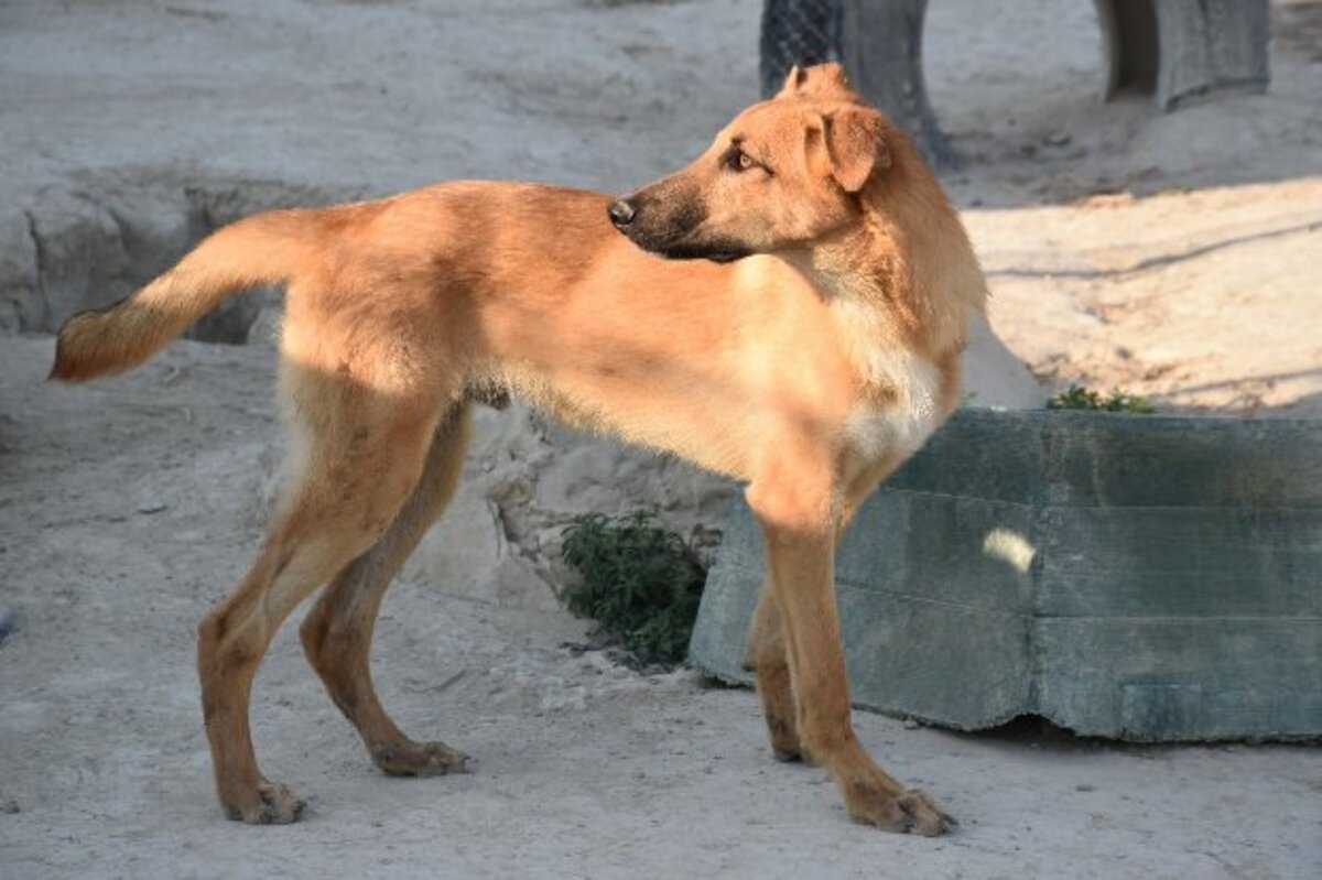 Adoption Bady