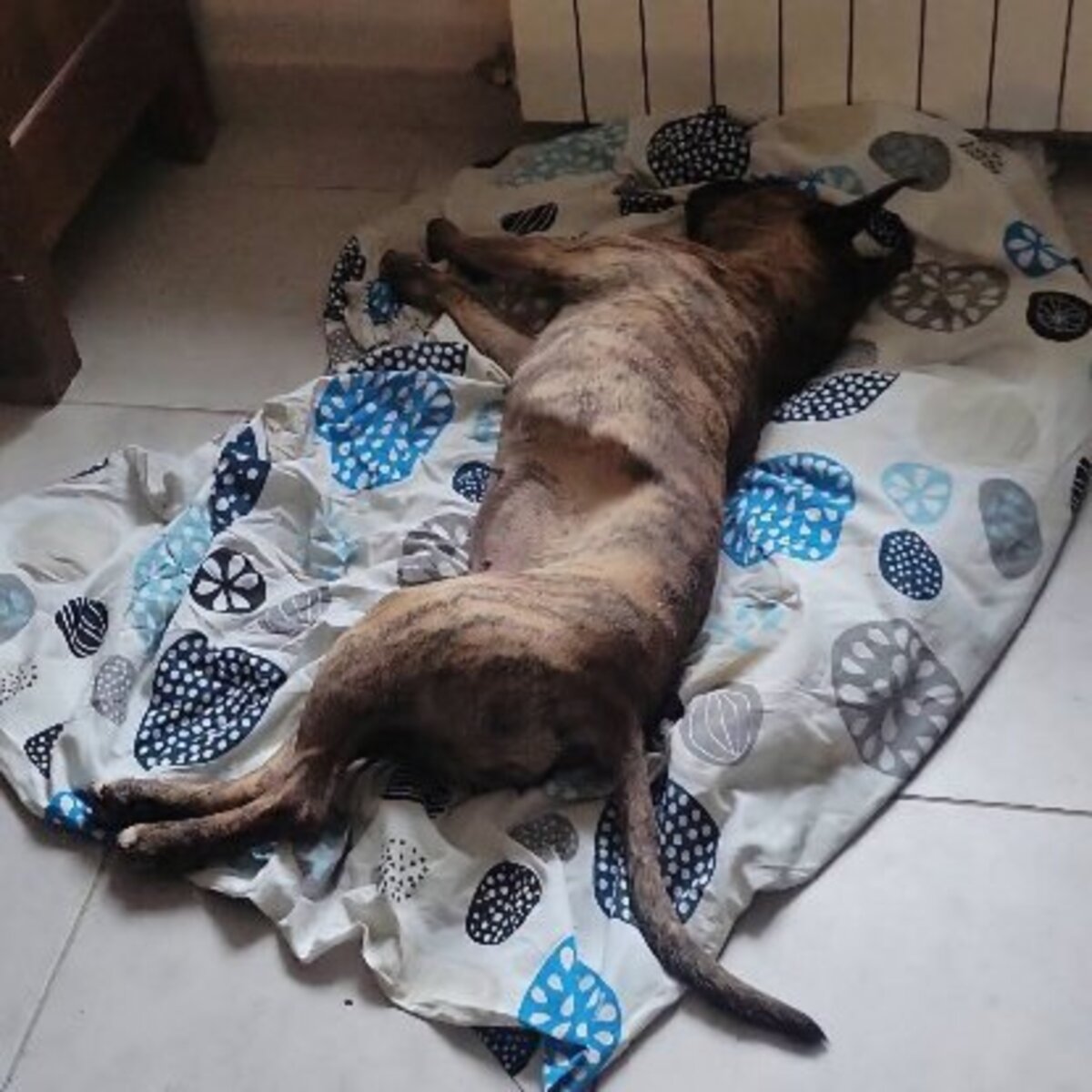 Adoption Baggah