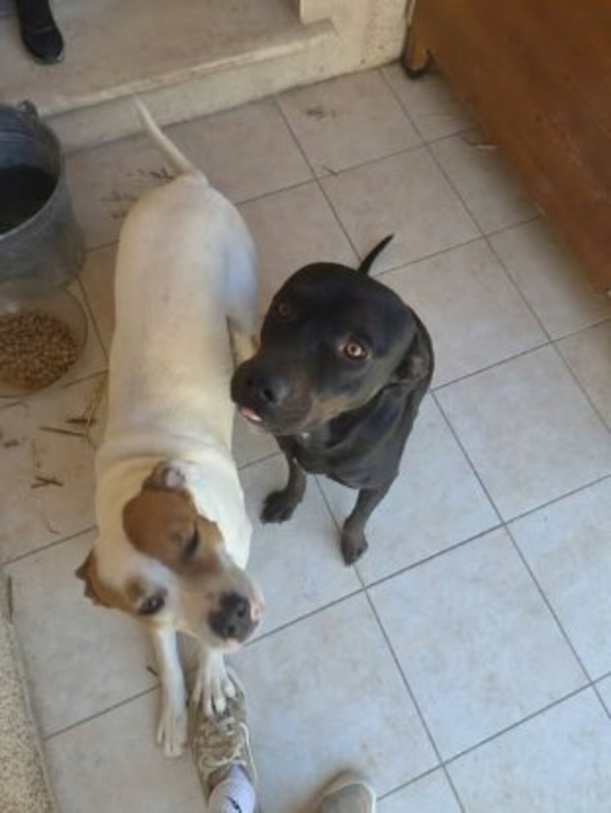 Adoption Bagherra