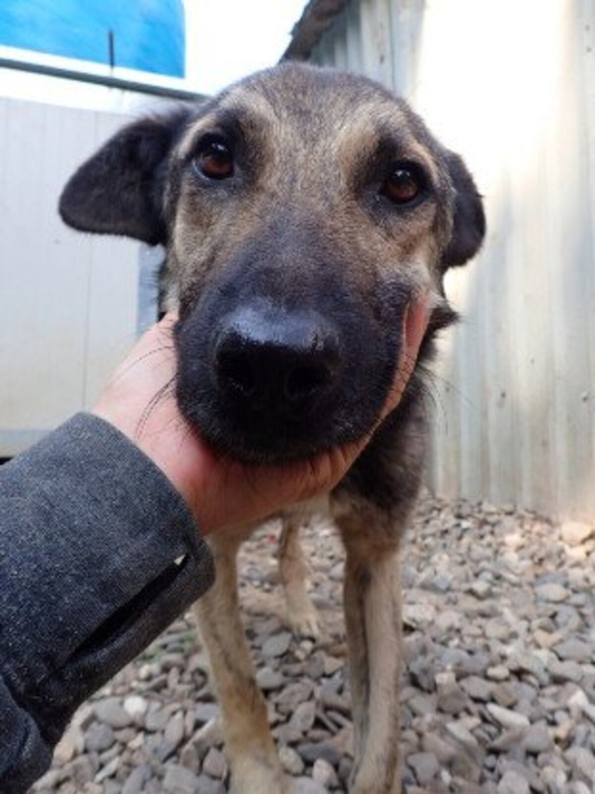 Adoption Bagster