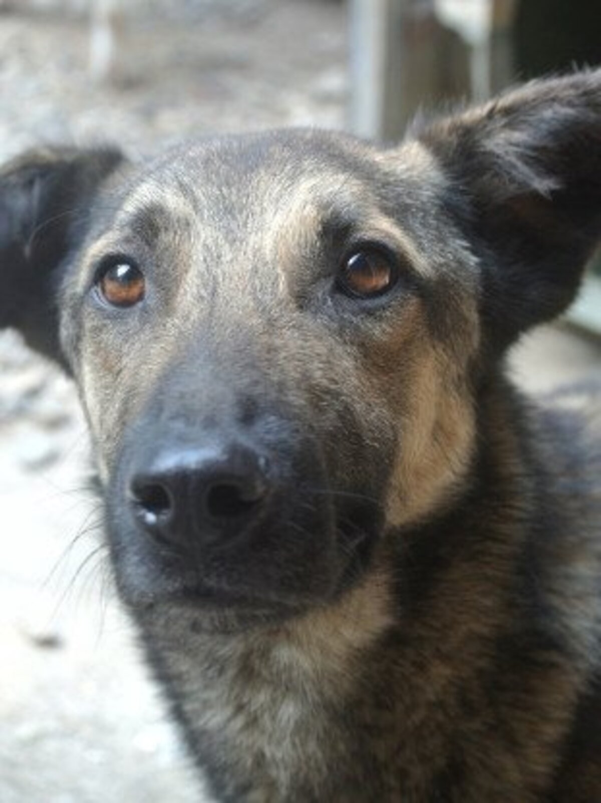 Adoption Bagster