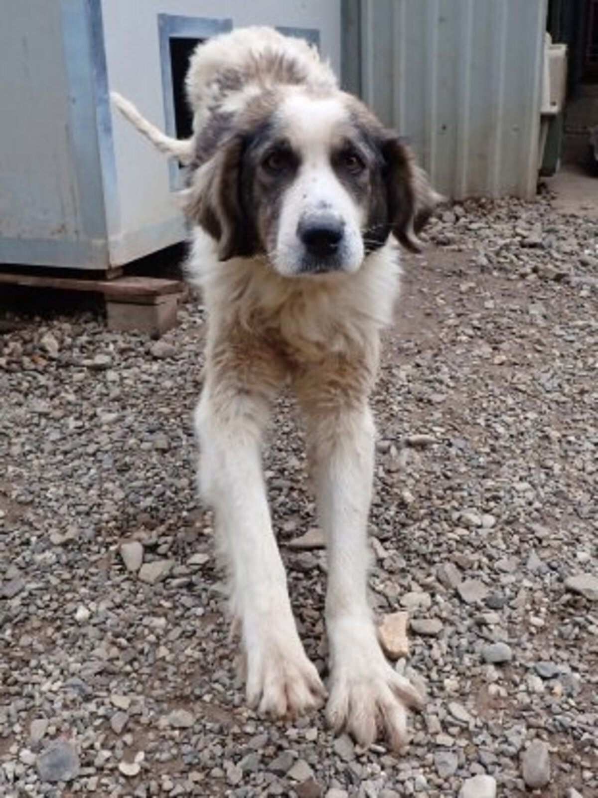 Adoption Baïkal