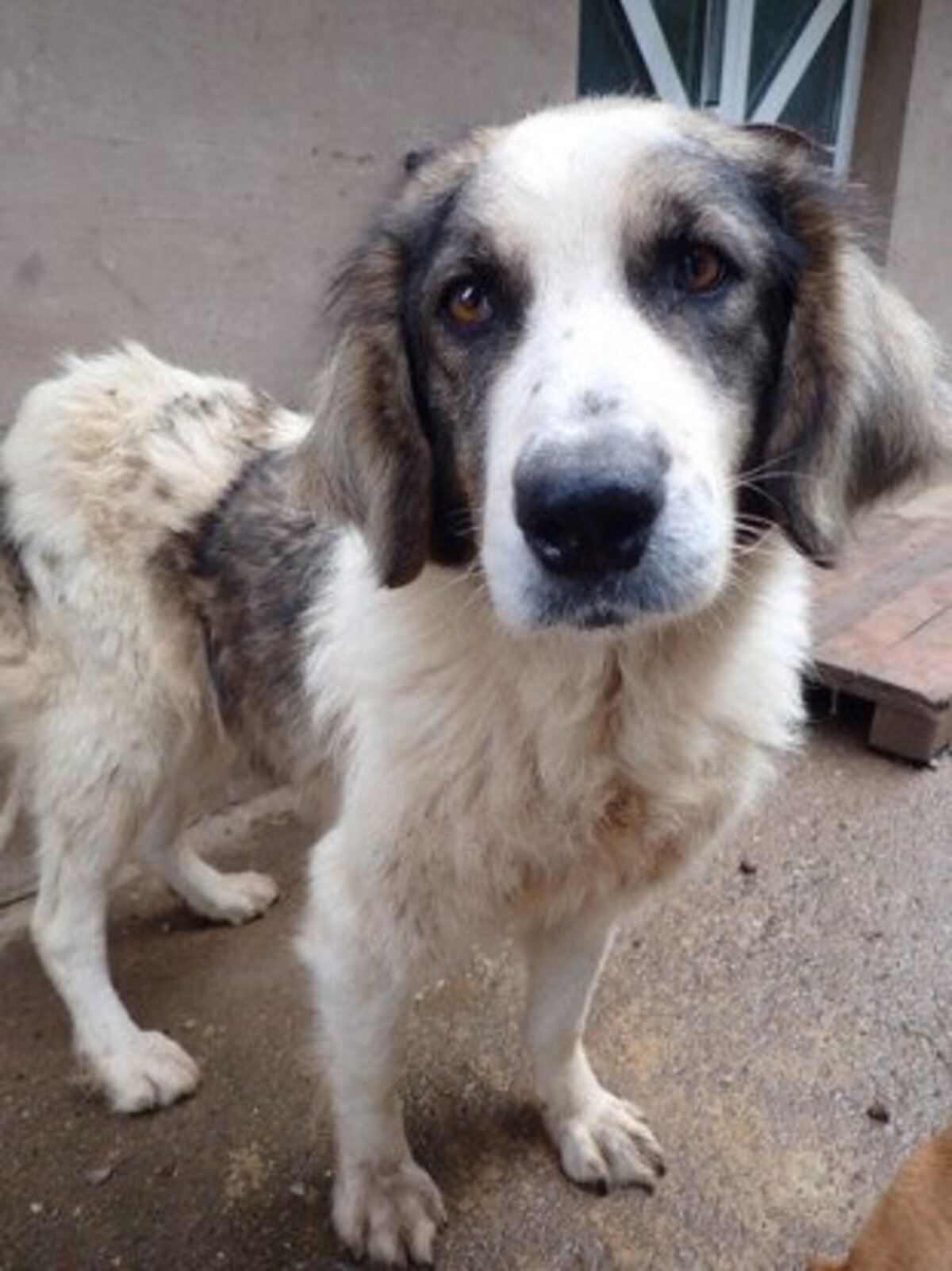 Adoption Baïkal